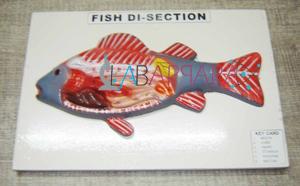 Fibre Glass Model Of Fish On Board Labappara