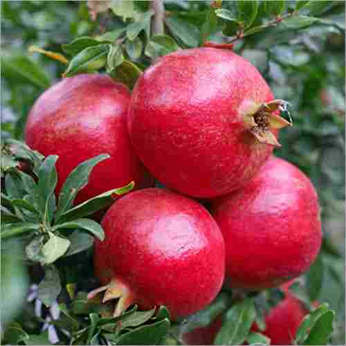 Fresh Pomegranate