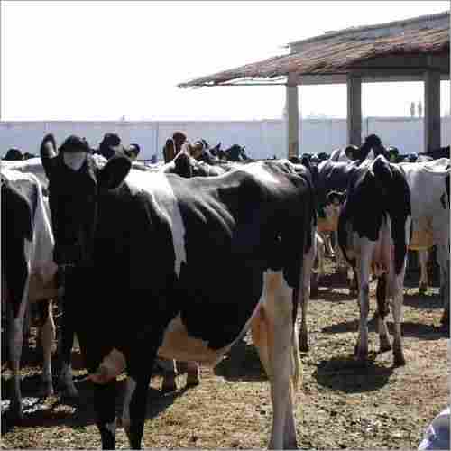 Live Dairy Cows and Friesian Holstein Cow for Sale