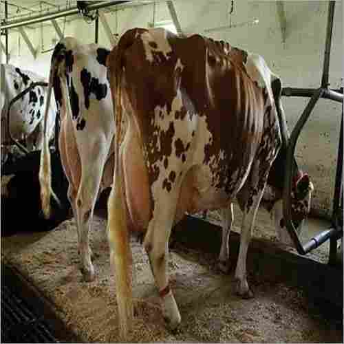 Live Dairy Cows ,Lambs Sheep Friesian Holstein Cow for Sale
