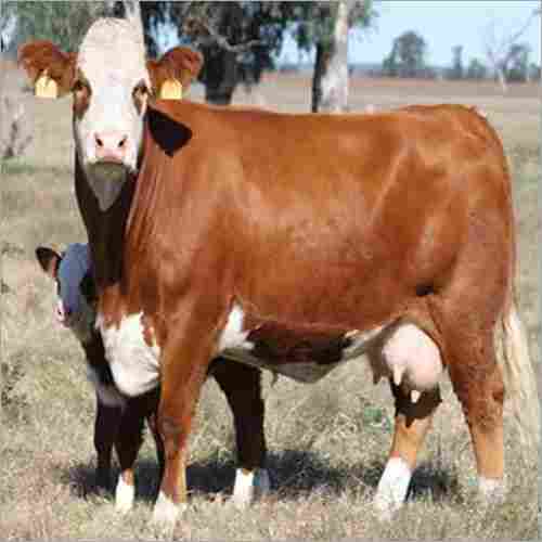 Live Simmental Bulls / Live Senean Goat Pregnant Goats, Best Price Offers