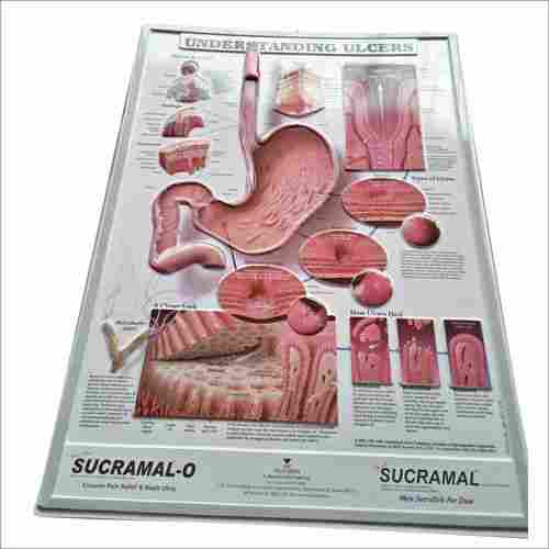 Vacuum Formed Medical PVC Poster
