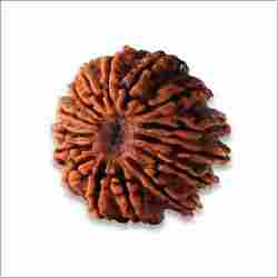 15 Mukhi Rudraksha