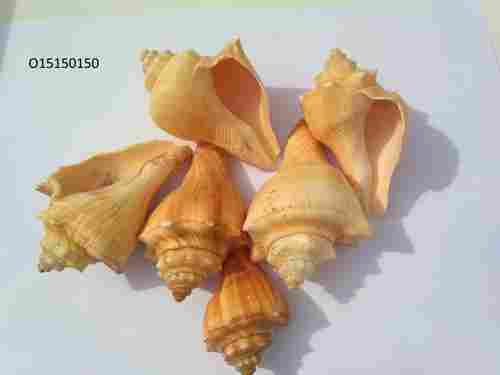 natural decorative sea shell