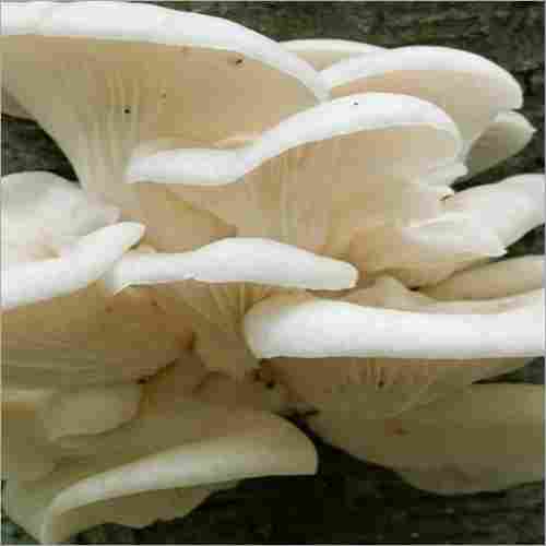 Pleurotus Florida White Oyster Mushroom