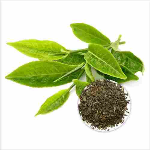 15 Percent Polyphenols Green Tea Leaf Extract Powder