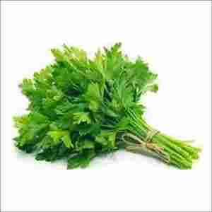 Coriander Leaves