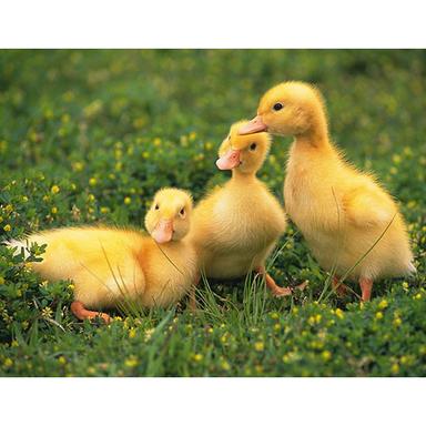 Duckling Chicken Weight: 70-80 Grams (G)