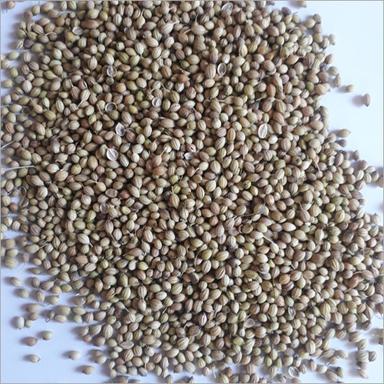 Whole Coriander Seeds Grade: Spice