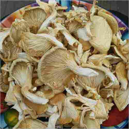 White Oyster Mushroom