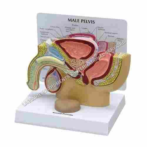 Male reproductive system model