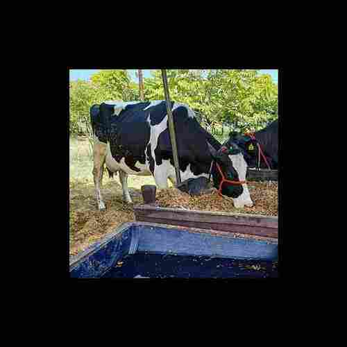 Best Hf Cow Supplier In Madhya Pradesh