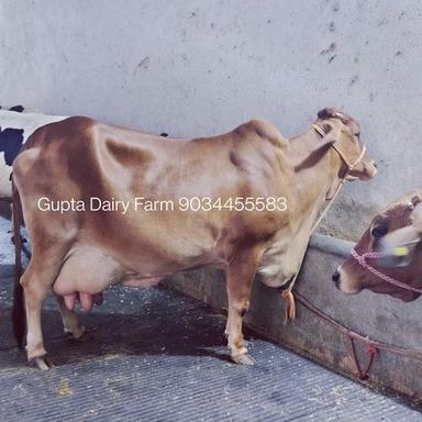 Brown Pure Breed Sahiwal Cow
