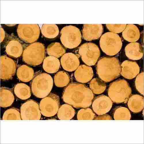 Oak Wood Log