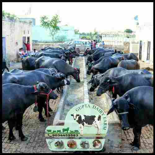 Black  Murrah Buffalo Supplier In Haryana