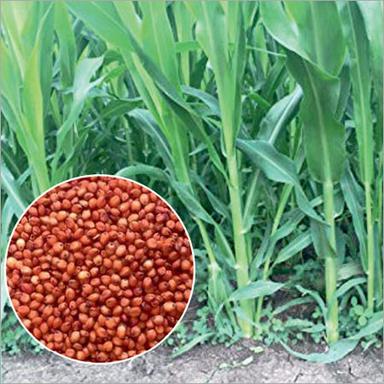 Organic Sorghum Sudangrass Hybrids Seed