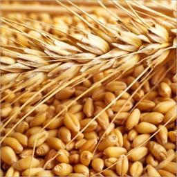Wheat Flour And Grain