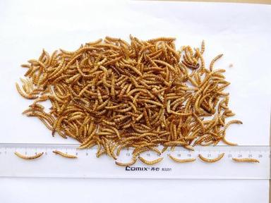 Natural Golden Dried Mealworms For Poultry Birds Feed
