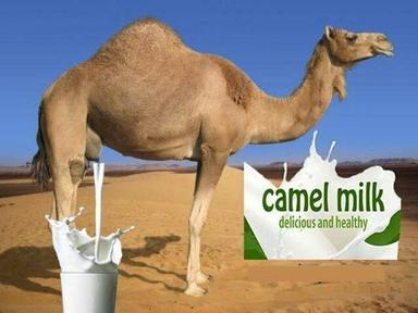Natural Camel Milk Admixture (%): No