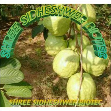 Green Allahabadi Saphead Guava Plant