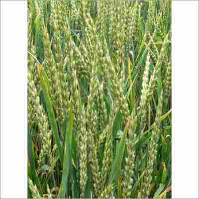 Keshav Wheat Seed