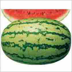 F1 Water Melon Kurnal 71