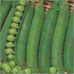 Imported Peas Latika G 10