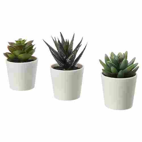 Indoor or Outdoor Plants