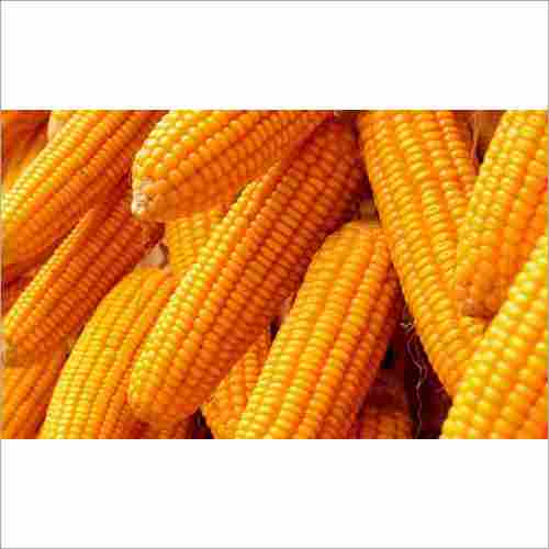 Fresh Yellow Maize Corn