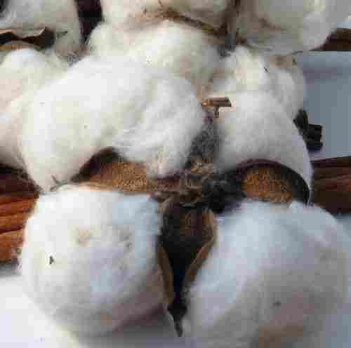 High Quality Raw Cotton