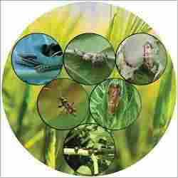 Shield Bio Pesticide