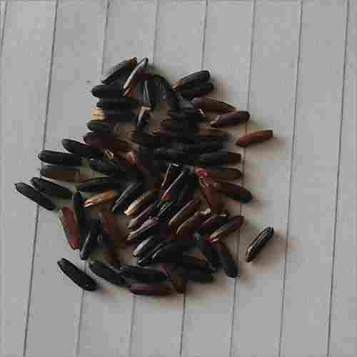 Black Rice Seed For Cultivation