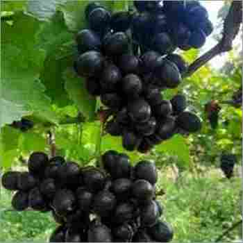 Jumbo Seedless Grapes