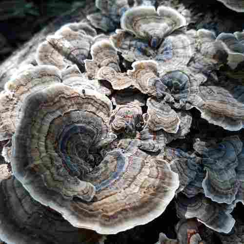 Wild Dried Turkey Tail Mushroom & Trametes Versicolor Mushroom