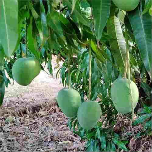 Fresh Alphonso Mango