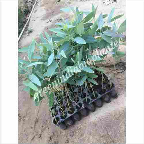 Natural Eucalyptus Plant