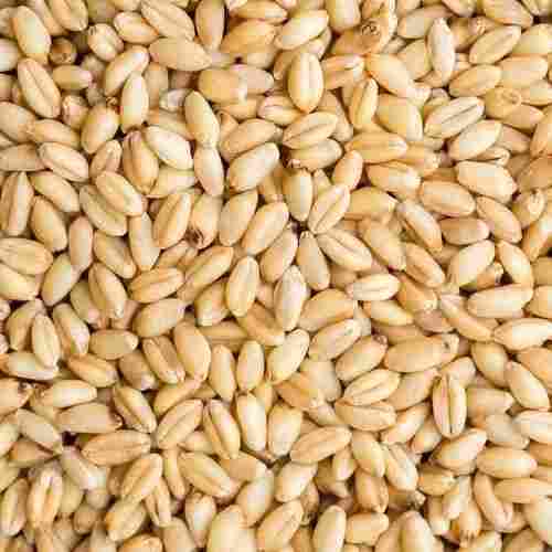 100% Organic Long Wheat Grain