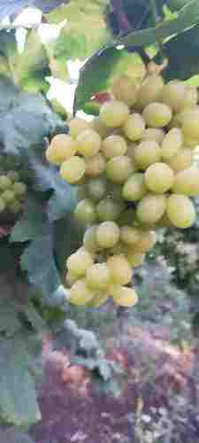 Thompson Green Grapes