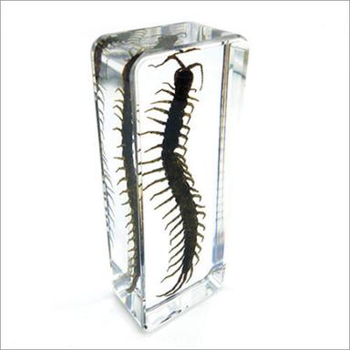 Real Life Science Specimens Centipede Size: As Per Order