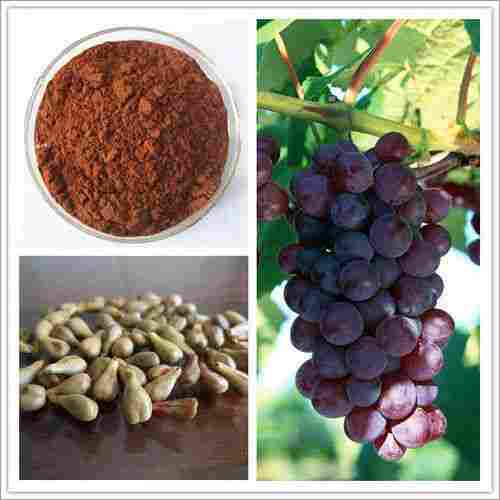 Grape Seed Extract 95 %