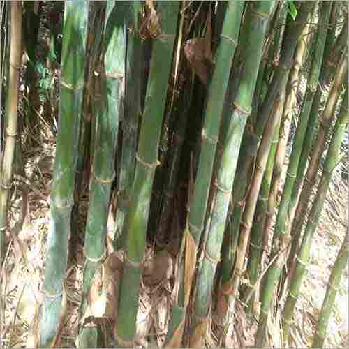 Fresh Bamboo Plant