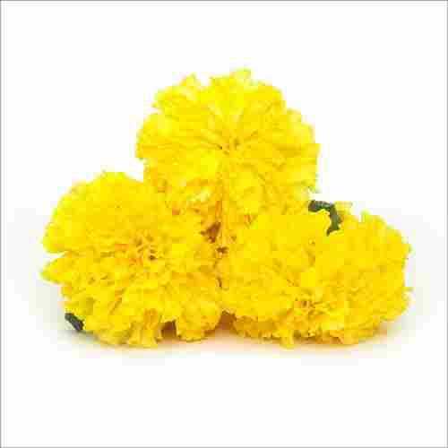 Fresh Yellow Marigold Flower