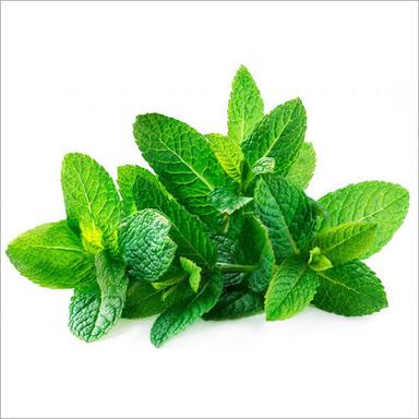 Spearmint Leaf