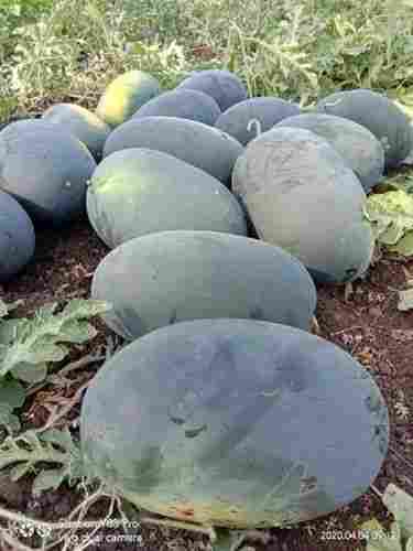 Bullet F1 Hybrid Watermelon Seeds