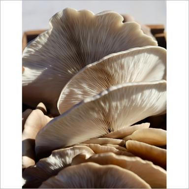 Brown Healthy Oyster Mushroom