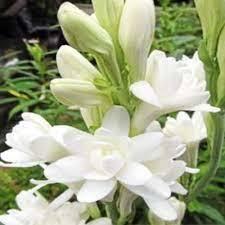 Tuberose Natural Blend Oil Age Group: All Age Group
