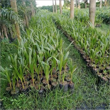 Green Natural Coconut Plant