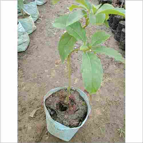 Natural Avocado Grafted Plant