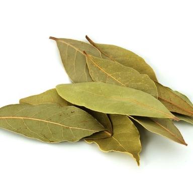 Medium Green Bay Leaf