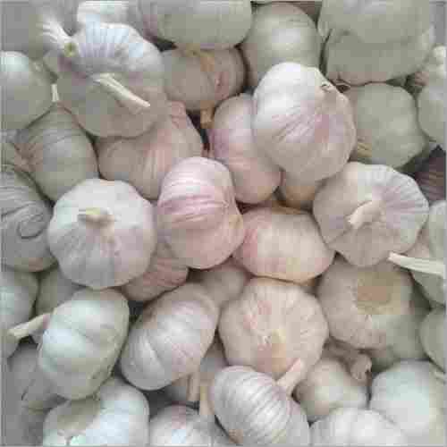 Fresh Natural Garlic